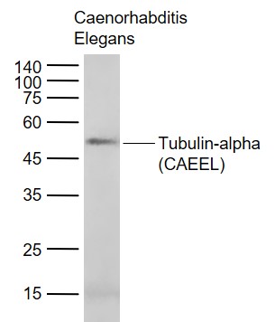 Tubulin-alpha (CAEEL, Loading Control) Monoclonal Antibody