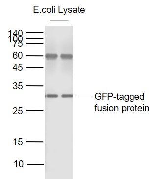 Lane 1: GFP-tagged fusion protein probed with GFP Polyclonal Antibody, Unconjugated (bs-0639R) at 1:20000 dilution and 4˚C overnight incubation. Followed by conjugated secondary antibody incubation at 1:20000 for 60 min at 37˚C.