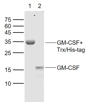 Lane 1: GM-CSF+Trx/His-tag fusion protein;Lane 2: GM-CSF fusion protein probed with GM-CSF Polyclonal Antibody, Unconjugated (bs-0999R) at 1:1000 dilution and 4˚C overnight incubation. Followed by conjugated secondary antibody incubation at 1:20000 for 60 min at 37˚C. Lane 1: GM-CSF+Trx/His-tag fusion protein;Lane 2: GM-CSF fusion protein probed with GM-CSF Polyclonal Antibody, Unconjugated (bs-0999R) at 1:1000 dilution and 4˚C overnight incubation. Followed by conjugated secondary antibody incubation at 1:20000 for 60 min at 37˚C.