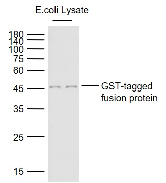 Lane 1: GST-tagged fusion protein probed with GST tag Polyclonal Antibody, Unconjugated (bs-2122R) at 1:60000 dilution and 4˚C overnight incubation. Followed by conjugated secondary antibody incubation at 1:20000 for 60 min at 37˚C.