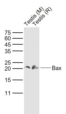 Lane 1: Mouse Testis tissue lysates; Lane 2: Rat Testis tissue lysates probed with Bax Polyclonal Antibody, Unconjugated (bs-28034R) at 1:1000 dilution and 4°C overnight incubation. Followed by conjugated secondary antibody incubation at 1:20000 for 60 min at 37°C.