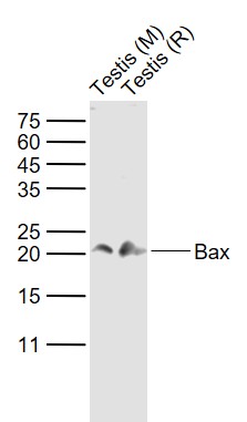 Lane 1: Mouse Testis tissue lysates; Lane 2: Rat Testis tissue lysates probed with Bax Polyclonal Antibody, Unconjugated (bs-28034R) at 1:1000 dilution and 4°C overnight incubation. Followed by conjugated secondary antibody incubation at 1:20000 for 60 min at 37˚C.