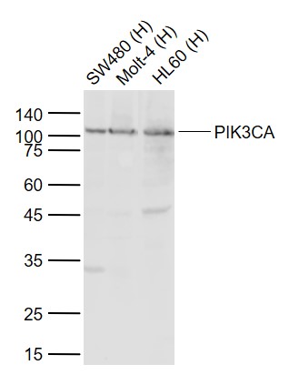Lane 1: Human SW480 cell lysates; Lane 2: Human Molt-4 cell lysates; Lane 3: Human HL60 cell lysate probed with PIK3CA Polyclonal Antibody, Unconjugated (bs-2067R) at 1:1000 dilution and 4\u00b0C overnight incubation. Followed by conjugated secondary antibody incubation at 1:20000 for 60 min at 37˚C.