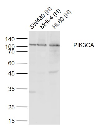 Lane 1: Human SW480 cell lysates; Lane 2: Human Molt-4 cell lysates; Lane 3: Human HL60 cell lysate probed with PIK3CA Polyclonal Antibody, Unconjugated (bs-2067R) at 1:1000 dilution and 4°C overnight incubation. Followed by conjugated secondary antibody incubation at 1:20000 for 60 min at 37˚C.