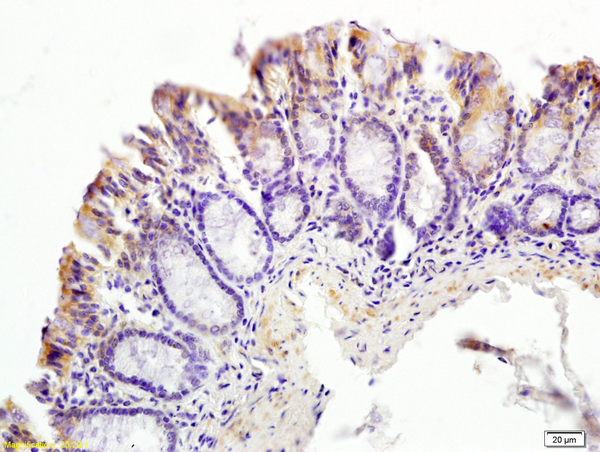 Formalin-fixed and paraffin embedded mouse small intestine tissue labeled with Anti-CT054/C20ORF54 Polyclonal Antibody, Unconjugated (bs-4164R) at 1:200 followed by conjugation to the secondary antibody and DAB staining