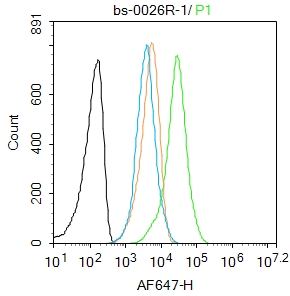 HepG2 cells were fixed with 4% PFA for 10min at room temperature,permeabilized with 0.1%PBST for 20 min at room temperature, and incubated in 5% BSA blocking buffer for 30 min at room temperature. Cells were then stained with Osteopontin Polyclonal Antibody(bs-0026R)at 1:100 dilution in blocking buffer and incubated for 30 min at room temperature, washed twice with 2%BSA in PBS, followed by secondary antibody incubation for 40 min at room temperature. Acquisitions of 20,000 events were performed. Cells stained with primary antibody (green), and isotype control (orange).