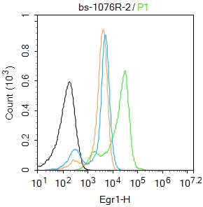 K562 cells were fixed with 4% PFA for 10min at room temperature,permeabilized with 0.01%PBST for 20 min at room temperature, and incubated in 5% BSA blocking buffer for 30 min at room temperature. Cells were then stained with Egr1 Polyclonal Antibody(bs-1076R)at 1:50 dilution in blocking buffer and incubated for 30 min at room temperature, washed twice with 2%BSA in PBS, followed by secondary antibody incubation for 40 min at room temperature. Acquisitions of 20,000 events were performed. Cells stained with primary antibody (green), and isotype control (orange).