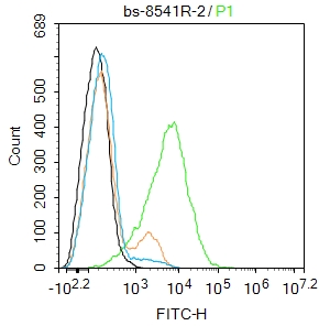 THP-1 cells were incubated in 5% BSA blocking buffer for 30 min at room temperature. Cells were then stained with CLEC 4E Polyclonal Antibody(bs-8541R)at 1:50 dilution in blocking buffer and incubated for 30 min at room temperature, washed twice with 2%BSA in PBS, followed by secondary antibody incubation for 40 min at room temperature. Acquisitions of 20,000 events were performed. Cells stained with primary antibody (green), and isotype control (orange). THP-1 cells were incubated in 5% BSA blocking buffer for 30 min at room temperature. Cells were then stained with CLEC 4E Polyclonal Antibody(bs-8541R)at 1:50 dilution in blocking buffer and incubated for 30 min at room temperature, washed twice with 2%BSA in PBS, followed by secondary antibody incubation for 40 min at room temperature. Acquisitions of 20,000 events were performed. Cells stained with primary antibody (green), and isotype control (orange).