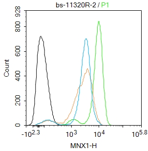 K562 cells were fixed with 4% PFA for 10min at room temperature,permeabilized with for 20 min at room temperature, and incubated in 5% BSA blocking buffer for 30 min at room temperature. Cells were then stained with HB9/HLXB9 Polyclonal Antibody(bs-11320R)at 1:50 dilution in blocking buffer and incubated for 30 min at room temperature, washed twice with 2%BSA in PBS, followed by secondary antibody incubation for 40 min at room temperature. Acquisitions of 20,000 events were performed. Cells stained with primary antibody (green), and isotype control (orange).