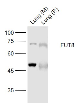 Lane 1: Mouse Lung tissue lysates; Lane 2: Rat Lung tissue lysates probed with FUT8 Polyclonal Antibody, Unconjugated (bs-24389R) at 1:1000 dilution and 4˚C overnight incubation. Followed by conjugated secondary antibody incubation at 1:20000 for 60 min at 37˚C.