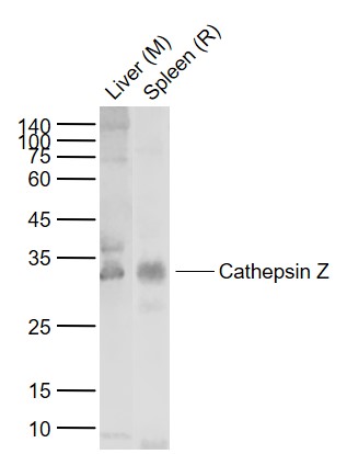 Lane 1: Mouse Liver tissue lysates; Lane 2: Rat Spleen tissue lysates probed with Cathepsin Z Polyclonal Antibody, Unconjugated (bs-24605R) at 1:1000 dilution and 4˚C overnight incubation. Followed by conjugated secondary antibody incubation at 1:20000 for 60 min at 37˚C.