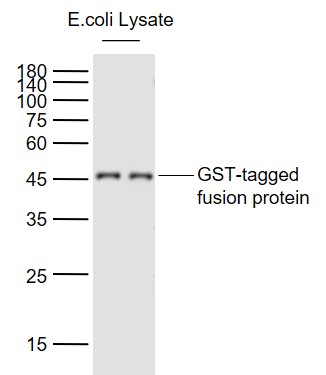 GST-Tagged fusion protein probed with GST tag Monoclonal Antibody, Unconjugated (bsm-33007M) at 1:60000 dilution and 4˚C overnight incubation. Followed by conjugated secondary antibody incubation at 1:20000 for 60 min at 37˚C.