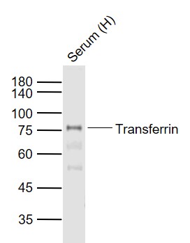 Lane 1: Human Serum probed with Transferrin Monoclonal Antibody, Unconjugated (bsm-33260M) at 1:1000 dilution and 4˚C overnight incubation. Followed by conjugated secondary antibody incubation at 1:20000 for 60 min at 37˚C.