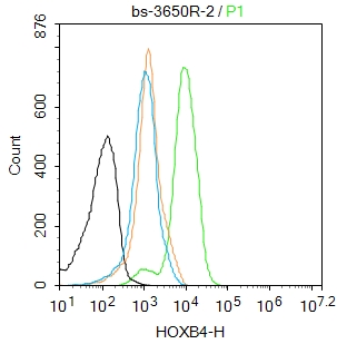 K562 cells were fixed with 4% PFA for 10min at room temperature,permeabilized with 0.1% ice-cold methanol for 20 min at room temperature, and incubated in 5% BSA blocking buffer for 30 min at room temperature. Cells were then stained with HOXB4 Polyclonal Antibody(bs-3650R)at 1:50 dilution in blocking buffer and incubated for 30 min at room temperature, washed twice with 2%BSA in PBS, followed by secondary antibody incubation for 40 min at room temperature. Acquisitions of 20,000 events were performed. Cells stained with primary antibody (green), and isotype control (orange).