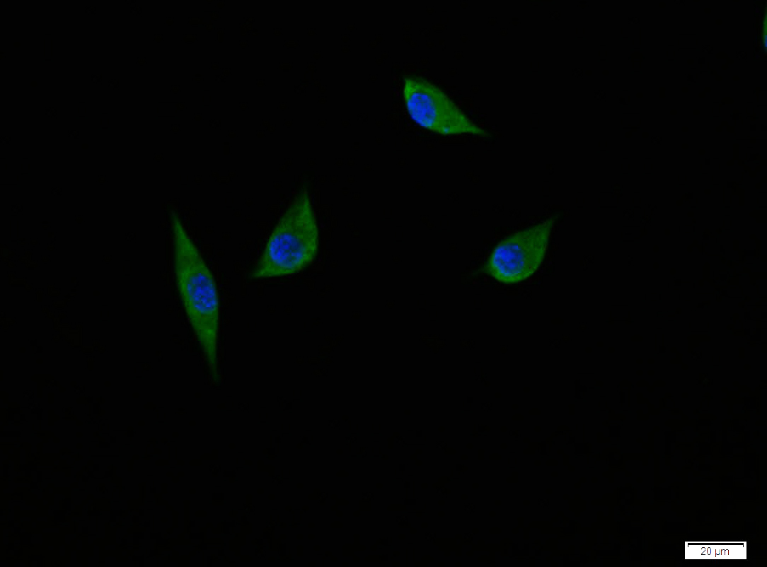 SH-SY5Y cell; 4% Paraformaldehyde-fixed; Triton X-100 at room temperature for 20 min; Blocking buffer (normal goat serum, C-0005) at 37°C for 20 min; Antibody incubation with (NGFB) polyclonal Antibody, Unconjugated (bs-0067R) 1:100, 90 minutes at 37°C; followed by a conjugated Goat Anti-Rabbit IgG antibody at 37°C for 90 minutes, DAPI (blue, C02-04002) was used to stain the cell nuclei.