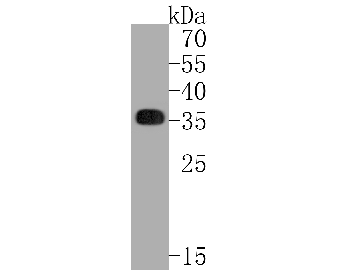 Human Daudi cell lysates probed with HLA-DR Monoclonal Antibody, Unconjugated (bsm-52535R) at 1:500 dilution and 4°C overnight incubation. Followed by conjugated secondary antibody incubation at 1:20000 for 60 min at 37˚C.