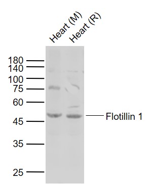 Lane 1: Mouse Heart tissue lysates; Lane 2: Rat Heart tissue lysates probed with Flotillin 1 Polyclonal Antibody, Unconjugated (bs-7798R) at 1:1000 dilution and 4°C overnight incubation. Followed by conjugated secondary antibody incubation at 1:20000 for 60 min at 37˚C.