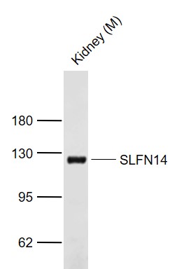 Lane 1: Mouse Kidney tissue lysates probed with SLFN14 Polyclonal Antibody, Unconjugated (bs-9190R) at 1:1000 dilution and 4°C overnight incubation. Followed by conjugated secondary antibody incubation at 1:20000 for 60 min at 37˚C.