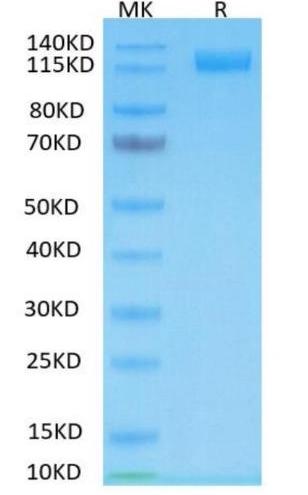 Recombinant human ACE2 on Tris-Bis PAGE under reduced condition. The purity is greater than 95%. 