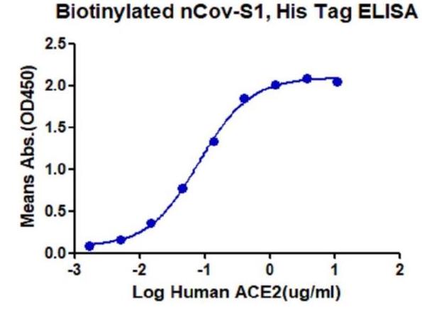 Immobilized biotinylated n-COV S1, His Tag at 1ug/ml (100ul/Well). Dose response curve for ACE2, Fc tag with the EC50 of 81 ng/ml determined by ELISA.