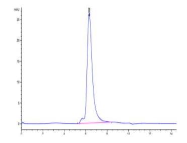 The purity of SARS-CoV-2 Spike RBD is greater than 95% as determined by SEC-HPLC._x000D_