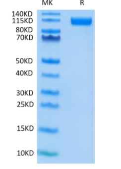 Recombinant SARS-CoV-2 Spike S1 (D614G) Protein on Tris-Bis PAGE under reduced condition. The purity is greater than 95%.