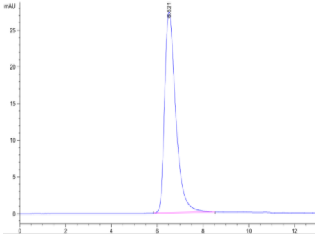 The purity of Recombinant SARS-CoV-2 Spike S1 (D614G) Protein is greater than 95% as determined by SEC-HPLC.