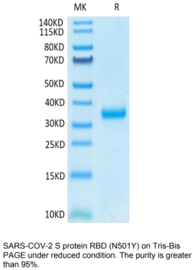 SARS-COV-2 S protein RBD (N501Y) on Tris-Bis PAGE under reduced condition. The purity is greater than 95%.\r\n