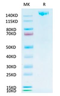Recombinant SARS-CoV-2 Spike S Trimer Protein on Tris-Bis PAGE under reduced condition. The purity is greater than 95%.