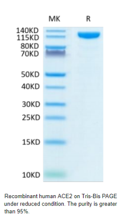 Recombinant Human ACE2 protein on Tris-Bis PAGE under reduced condition. The purity is greater than 95%.