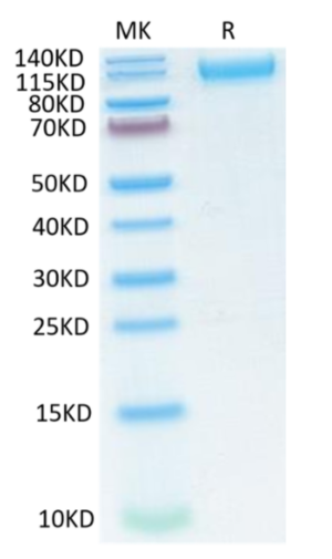 Recombinant SARS-CoV-2 Spike S1 (N501Y, K417YN, E484K) on Tris-Bis PAGE under reduced condition. The purity is greater than 95%.