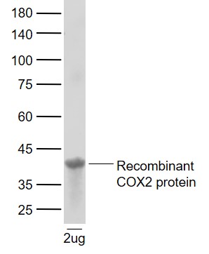 Lane 1: Recombinant human COX2 protein probed with Cyclooxygenase 2 Polyclonal Antibody, Unconjugated (bs-0732R) at 1:1000 dilution and 4\u00b0C overnight incubation. Followed by conjugated secondary antibody incubation at 1:20000 for 60 min at 37˚C.
