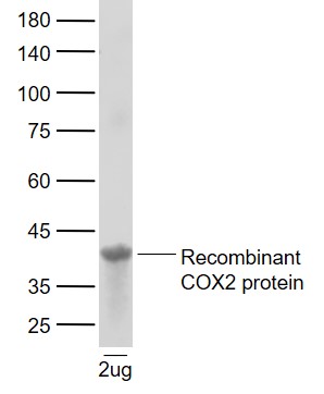 Lane 1: Recombinant human COX2 protein probed with Cyclooxygenase 2 Polyclonal Antibody, Unconjugated (bs-0732R) at 1:1000 dilution and 4°C overnight incubation. Followed by conjugated secondary antibody incubation at 1:20000 for 60 min at 37˚C.