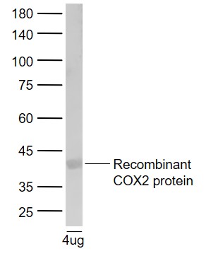Lane 1: Recombinant human COX2 protein probed with Cyclooxygenase 2 Polyclonal Antibody, Unconjugated (bs-10411R) at 1:1000 dilution and 4°C overnight incubation. Followed by conjugated secondary antibody incubation at 1:20000 for 60 min at 37˚C.
