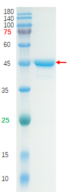Recombinant SARS-CoV-2 Nucleocapsid protein (bs-41408P)