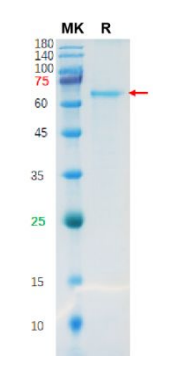 Recombinant SARS-CoV-2 Nucleocapsid Protein on SDS-PAGE.