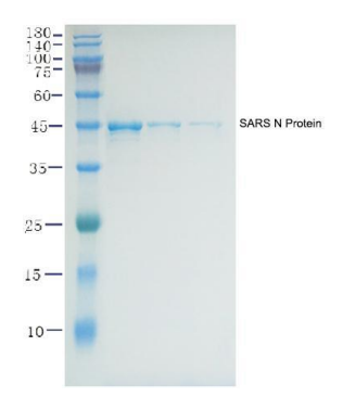 SDS-PAGE for recombinant SARS Nucleocapsid Protein