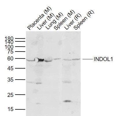 Lane 1: Mouse Placenta tissue lysates; Lane 2: Mouse Liver tissue lysates; Lane 3: Mouse Lung tissue lysates; Lane 4: Mouse Spleen tissue lysates ; Lane 5: Rat Liver tissue lysates ; Lane 6: Rat Spleen tissue lysates probed with INDOL1 Polyclonal Antibody, Unconjugated (bs-16640R) at 1:1000 dilution and 4°C overnight incubation. Followed by conjugated secondary antibody incubation at 1:20000 for 60 min at 37˚C.