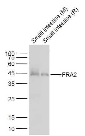 Lane 1: Mouse Small intestine tissue lysates; Lane 2: Rat Small intestine tissue lysates probed with FRA2 Polyclonal Antibody, Unconjugated (bs-1188R) at 1:1000 dilution and 4°C overnight incubation. Followed by conjugated secondary antibody incubation at 1:20000 for 60 min at 37˚C. Lane 1: Mouse Small intestine tissue lysates; Lane 2: Rat Small intestine tissue lysates probed with FRA2 Polyclonal Antibody, Unconjugated (bs-1188R) at 1:1000 dilution and 4°C overnight incubation. Followed by conjugated secondary antibody incubation at 1:20000 for 60 min at 37˚C.