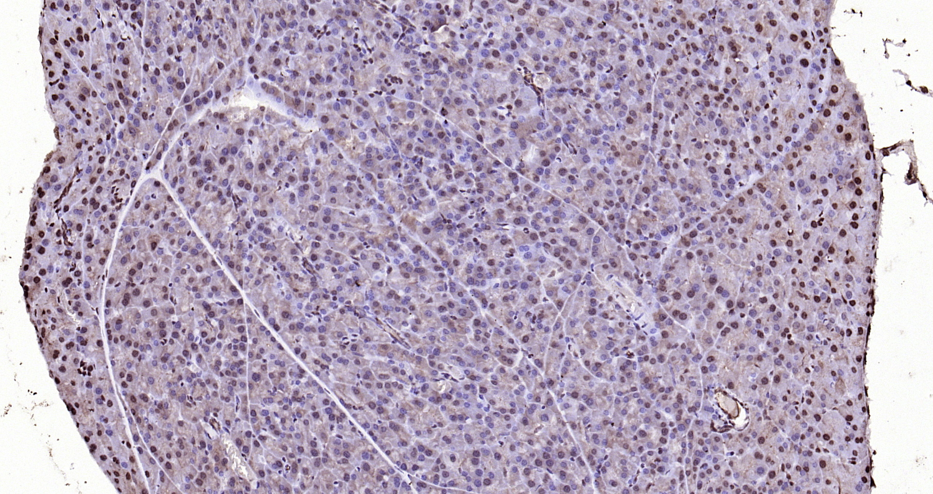 Paraformaldehyde-fixed, paraffin embedded Rat pancreas; Antigen retrieval by boiling in sodium citrate buffer (pH6.0) for 15min; Block endogenous peroxidase by 3% hydrogen peroxide for 20 minutes; Blocking buffer (normal goat serum) at 37°C for 30min; Antibody incubation with ADRM1 Polyclonal Antibody, Unconjugated (bs-13357R) at 1:200 overnight at 4°C, DAB staining.