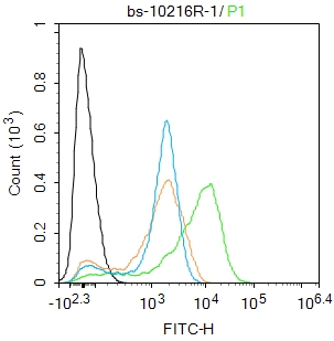 Jurkat cells were fixed with 4% PFA for 10min at room temperature,permeabilized with 0.1% PBST for 20 min at room temperature, and incubated in 5% BSA blocking buffer for 30 min at room temperature. Cells were then stained with SOD1 Polyclonal Antibody(bs-10216R)at 1:100 dilution in blocking buffer and incubated for 30 min at room temperature, washed twice with 2%BSA in PBS, followed by secondary antibody incubation for 40 min at room temperature. Acquisitions of 20,000 events were performed. Cells stained with primary antibody (green), and isotype control (orange).