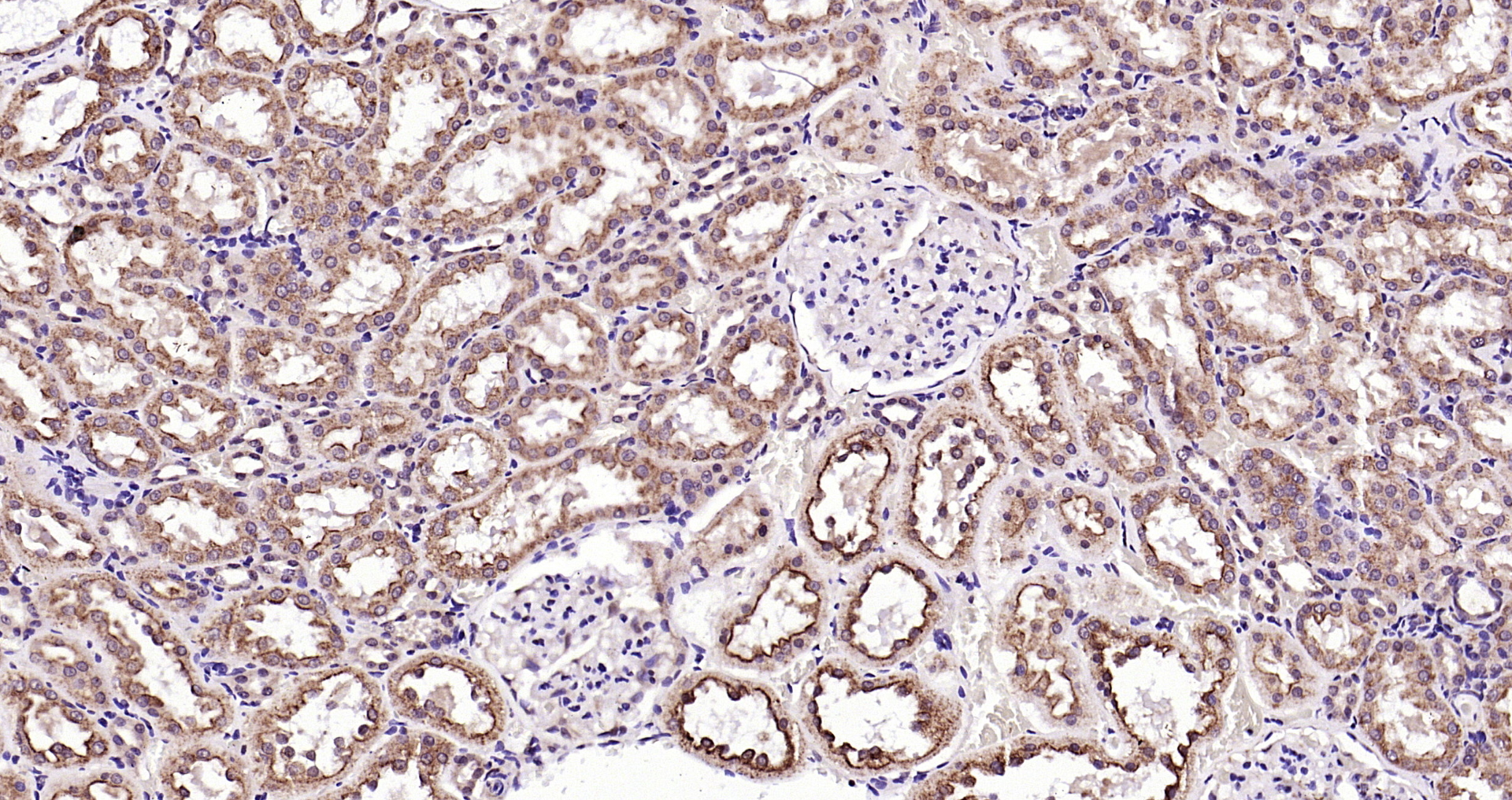 Paraformaldehyde-fixed, paraffin embedded Rat kidney; Antigen retrieval by boiling in sodium citrate buffer (pH6.0) for 15min; Block endogenous peroxidase by 3% hydrogen peroxide for 20 minutes; Blocking buffer (normal goat serum) at 37°C for 30min; Antibody incubation with KLK1 Polyclonal Antibody, Unconjugated (bs-1963R) at 1:200 overnight at 4°C, DAB staining.