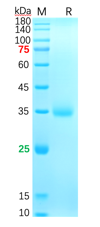 The purity of the protein is greater than 90% as determined by reducing SDS-PAGE.
