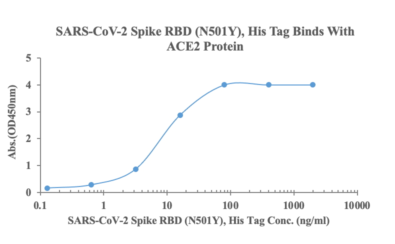 Measured by its binding ability in a functional ELISA. Immobilized human ACE2, His-Avi Tag (Cat: bs-46001P) at 2\u03bcg\/ml (100ul\/Well) can bind SARS-CoV-2 Spike RBD (N501Y), His Tag (Cat: bs-41448P), the EC50 is 8.34ng\/ml.\r\n