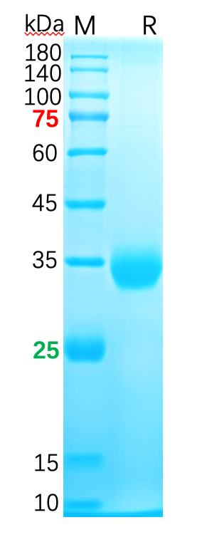 The purity of the protein is greater than 90% as determined by reducing SDS-PAGE.\r\n