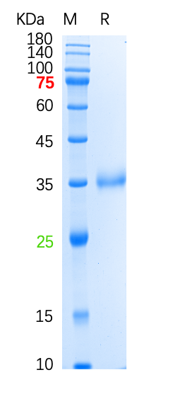 The purity of the protein is greater than 90% as determined by reducing SDS-PAGE.
