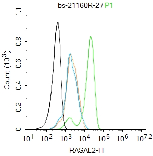 A431 cells were fixed with 4% PFA for 10min at room temperature,permeabilized with 0.1% PBST for 20 min at room temperature, and incubated in 5% BSA blocking buffer for 30 min at room temperature. Cells were then stained with RASAL2 Polyclonal Antibody(bs-21160R)at 1:100 dilution in blocking buffer and incubated for 30 min at room temperature, washed twice with 2%BSA in PBS, followed by secondary antibody incubation for 40 min at room temperature. Acquisitions of 20,000 events were performed. Cells stained with primary antibody (green), and isotype control (orange).