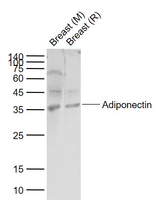 Lane 1: Mouse Breast tissue lysates; Lane 2: Rat Breast tissue lysates probed with Adiponectin Polyclonal Antibody, Unconjugated (bs-0471R) at 1:1000 dilution and 4\u00b0C overnight incubation. Followed by conjugated secondary antibody incubation at 1:20000 for 60 min at 37˚C.