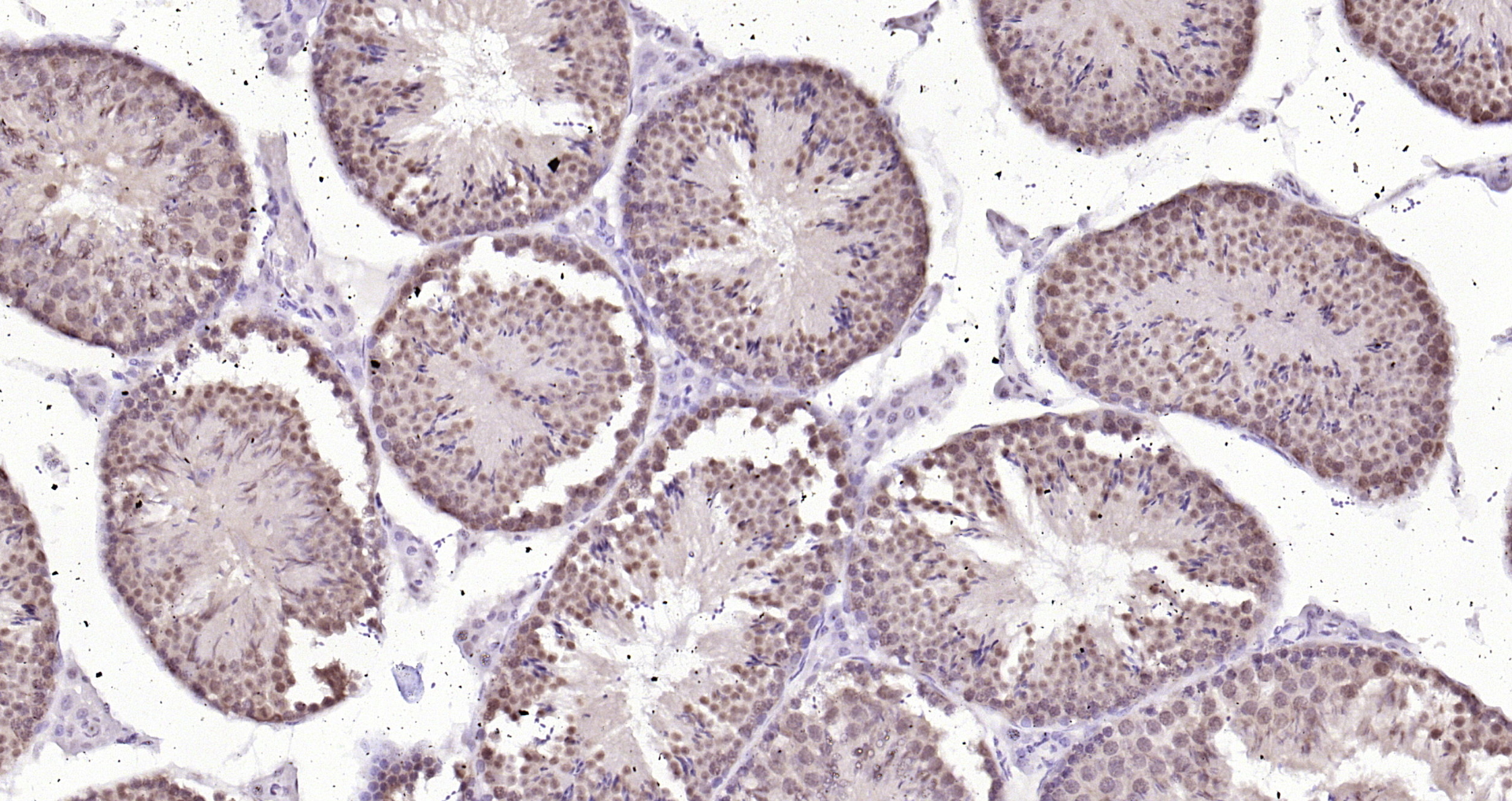 Paraformaldehyde-fixed, paraffin embedded Mouse testis; Antigen retrieval by boiling in sodium citrate buffer (pH6.0) for 15min; Block endogenous peroxidase by 3% hydrogen peroxide for 20 minutes; Blocking buffer (normal goat serum) at 37°C for 30min; Antibody incubation with CSNK2B (2C9) Monoclonal Antibody, Unconjugated (bsm-54217R) at 1:200 overnight at 4°C, DAB staining.