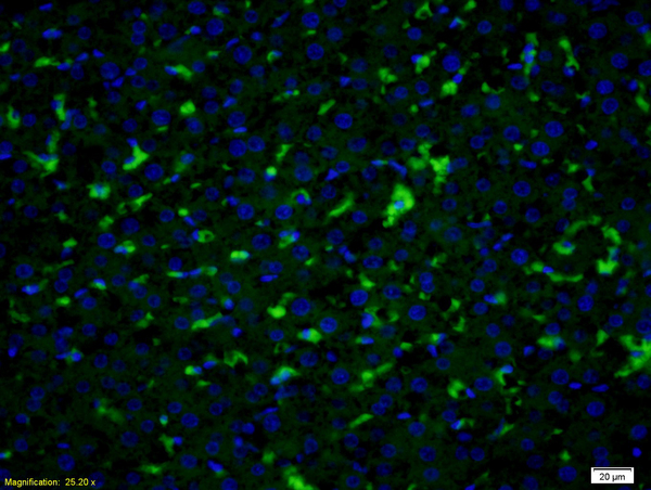 Formalin-fixed and paraffin embedded rat liver labeled with _x000D_ SLCO2A1 Polyclonal Antibody (bs-4710R) at 1:200 followed by conjugation to the secondary antibody Goat Anti-Rabbit IgG, FITC conjugated(bs-0295G-FITC) used at 1:200 dilution for 40 minutes at 37°C and DAPI staining